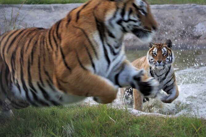 Tiger Valley Tour - What the 1h45 Tour Actually Feels Like