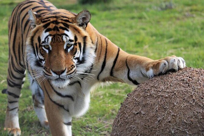 Tiger Valley Tour - Stop 1: Lionsrock Big Cat Sanctuary and the Stories That Change How You Look