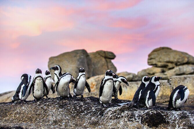 Top 10 Super Tour: Table Mountain, Penguins & Cape of Good Hope Small Group Trip - Table Mountain Cableway Views and the Wi‑Fi Bonus