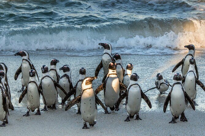 Top 10 Super Tour: Table Mountain, Penguins & Cape of Good Hope Small Group Trip - Clifton, Maidens’ Cove, and Camps Bay: Photo Stops That Actually Work