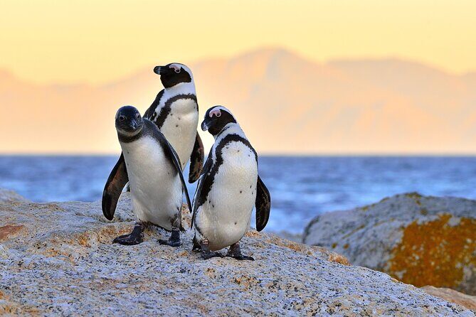Top 10 Super Tour: Table Mountain, Penguins & Cape of Good Hope Small Group Trip - Old Cape Point Lighthouse: A Walk You’ll Feel in Your Legs