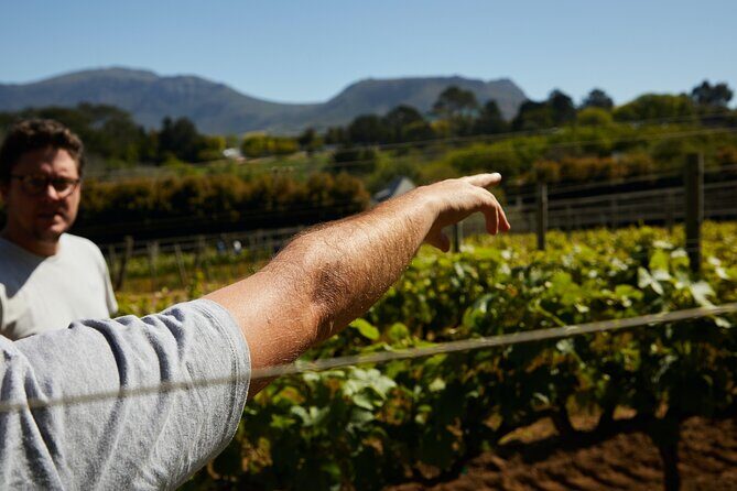 Top 3 Cape Town Wineries Half Day Private Tour - Price and Value: What $113.90 Buys You