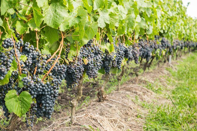 Top 3 Cape Town Wineries Half Day Private Tour - Spier Wine Farm: Dam Views, Big-Statement Design, and Plenty of Time