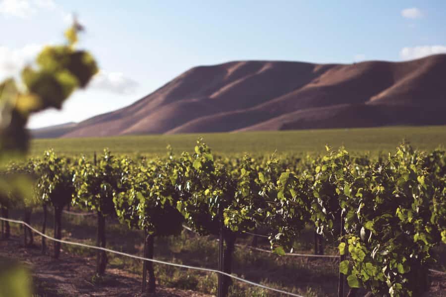 Tour the Winelands: Stellenbosch to Franschhoek - Fairview Wine and Cheese Farm: six wines, six cheeses, and real pacing