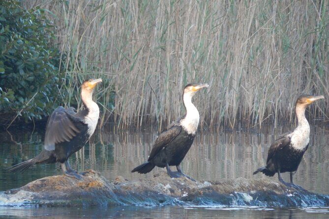 Touw River Boat Cruise - Wilderness National Park - Wildlife Spotting That Feels Fair: Birds, Baboons, Monkeys, Otters