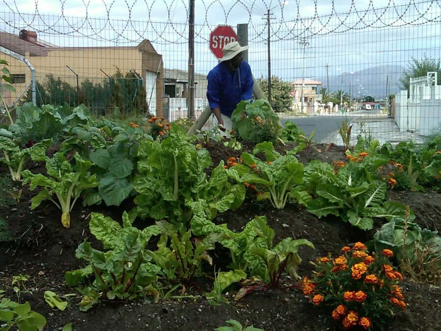 Township Eco Tour - Langa walking tour: street-level understanding, guided and respectful
