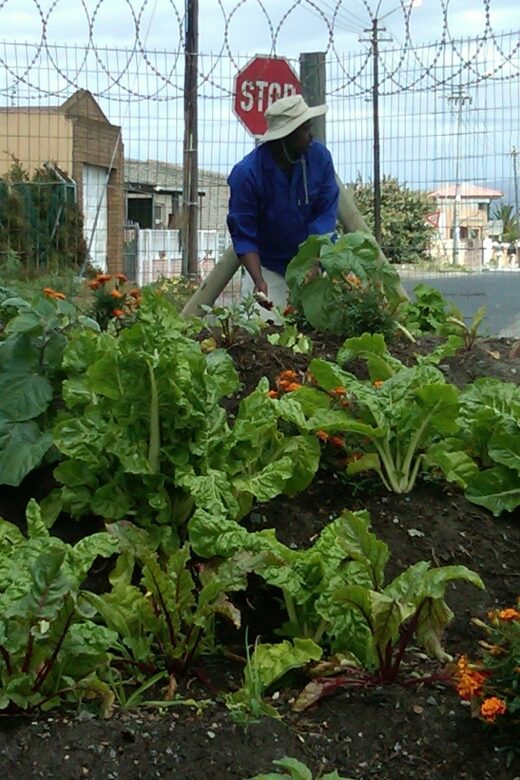 Township Eco Tour - Sinebhongo community garden and soup kitchen: volunteering that’s actually useful