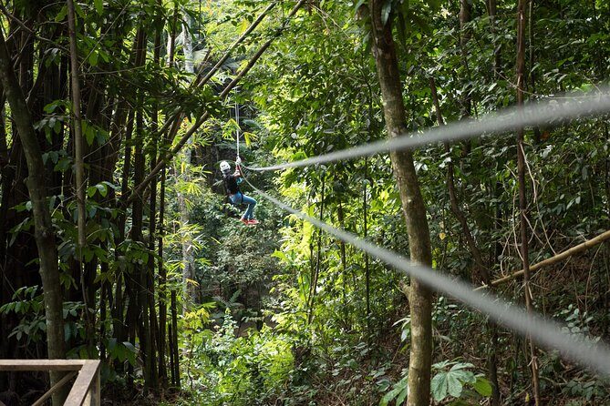 Treetop Canopy Adventure - Key things to know before you go