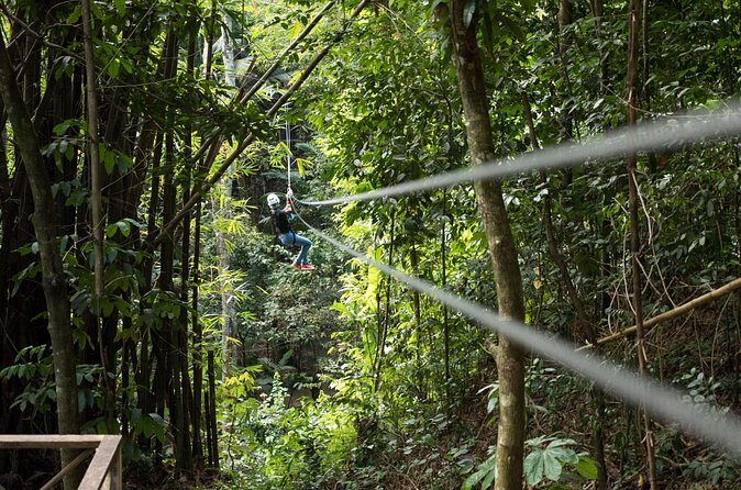 Treetop Canopy Adventure - Complimentary Refreshments: The Calm Down Moment