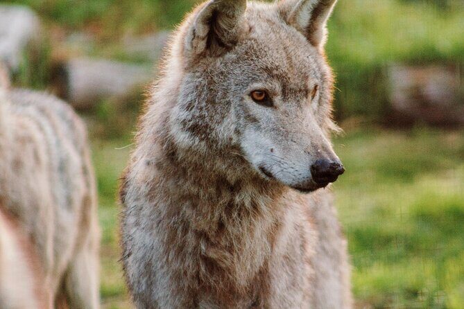 Tsitsikamma Wolf Sanctuary Guided Tour & Day Pass - A focused 1-hour tour on the Garden Route (and why timing matters)