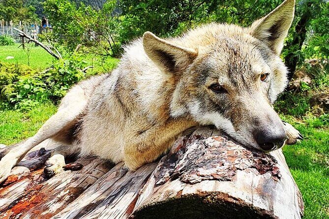 Tsitsikamma Wolf Sanctuary Guided Tour & Day Pass - Non-touch, non-breeding rules: the ethical backbone of your visit