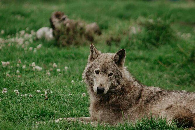 Tsitsikamma Wolf Sanctuary Guided Tour & Day Pass - Price and value: why $20.23 can feel like a fair deal