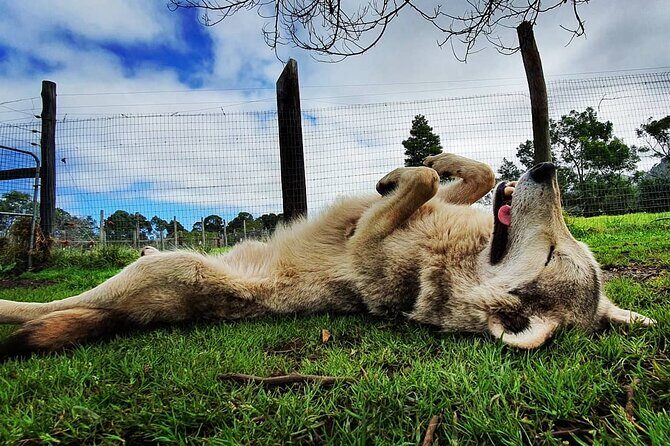Tsitsikamma Wolf Sanctuary Guided Tour & Day Pass - Who this suits best (and who might want to skip it)