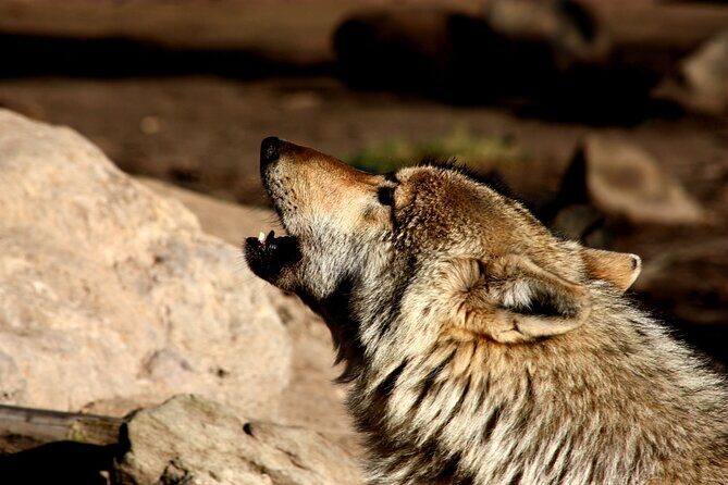 Tsitsikamma Wolf Sanctuary Guided Tour & Day Pass - The wolves and wolf dogs you’ll meet (and why their stories matter)