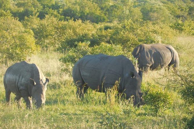 Two Days, One Night Tour: Blyde River to Kruger National Park - Entering Kruger: Afternoon Open-Vehicle Safari + Tented Camp Check-In