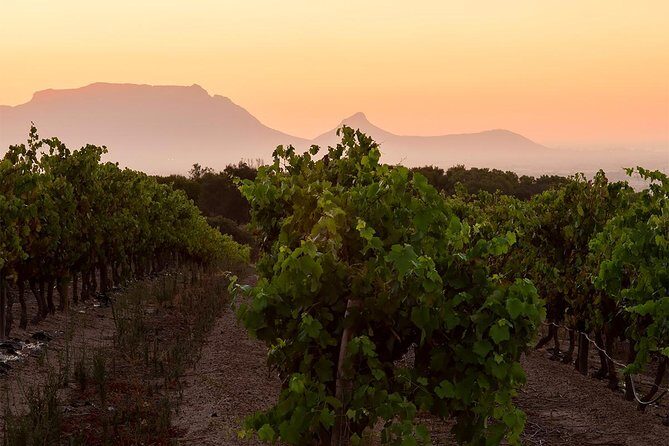 Unique Stellenbosch Winelands Tour with optional 4x4 Wine Drive - Who this tour fits best (and who should reconsider)