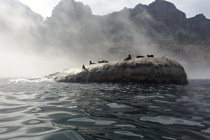 V&A Waterfront Marine Big 5 Ocean Safari - Key highlights you should know before you go