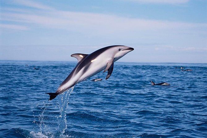 V&A Waterfront Marine Big 5 Ocean Safari - Price and value: is $57.72 a smart use of your time?