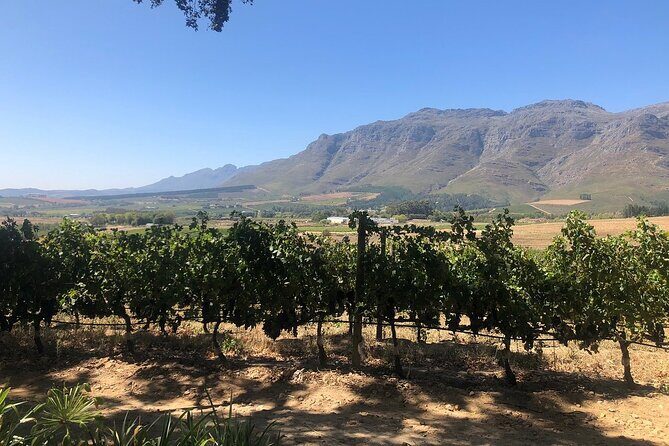 Vine Hopper: Hop-On Hop-Off Wine Tour - Northern Route - Simonsig: start with bubbles and set your mood