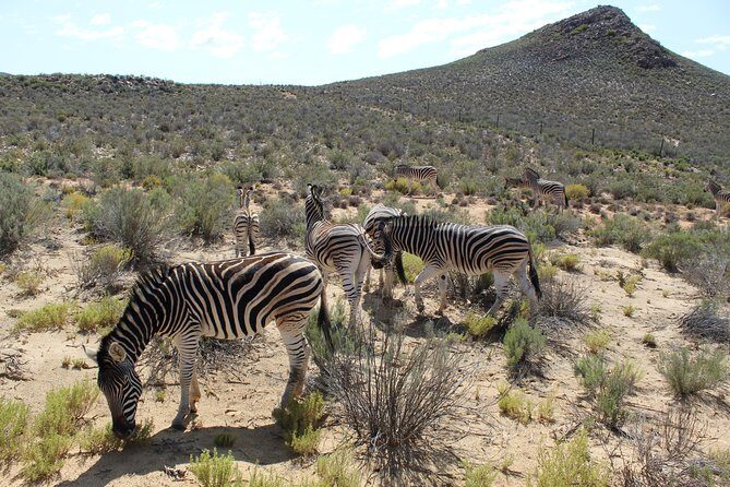 Visit African Big 5 Safari Aquila Game Reserve from Cape Town - full Day - Key things to know before you go