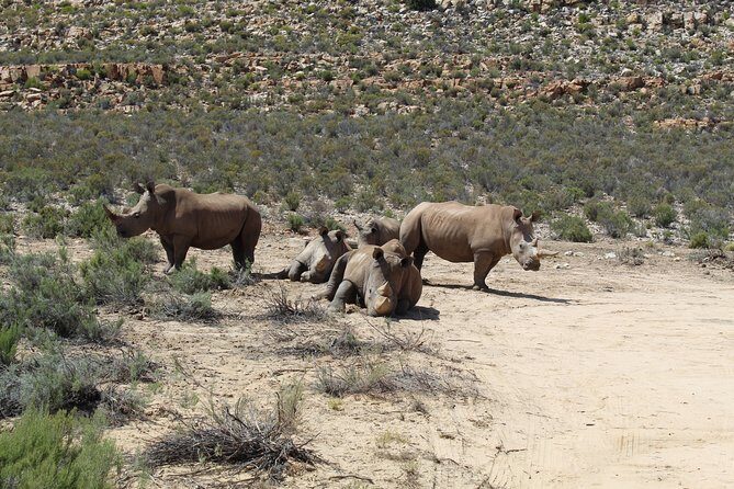 Visit African Big 5 Safari Aquila Game Reserve from Cape Town - full Day - Winelands road trip: Paarl Rock, tunnels, and the Du Toitskloof pass area