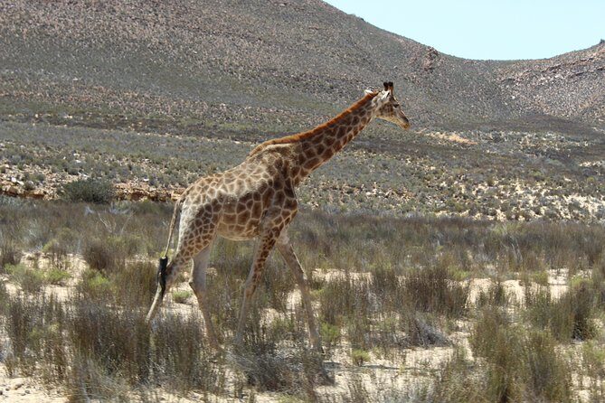 Visit African Big 5 Safari Aquila Game Reserve from Cape Town - full Day - Welcome drinks, buffet breakfast, and the lunch that keeps the safari going
