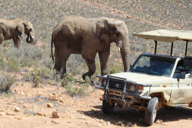 Visit African Big 5 Safari Aquila Game Reserve from Cape Town - full Day - The Diamond Works stop: a helpful break or a shop detour