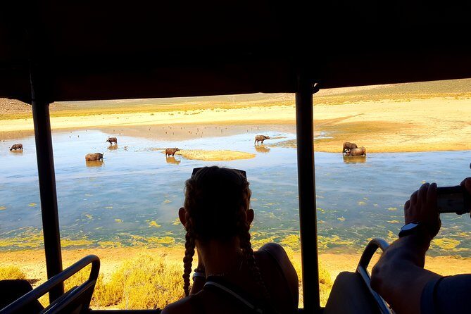 Visit African Big 5 Safari Aquila Game Reserve from Cape Town - full Day - Price and value: is $227.59 a fair deal for a full Big Five day?