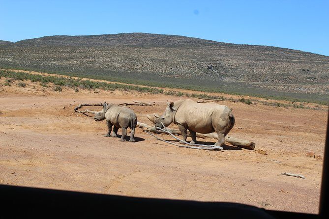 Visit African Big 5 Safari Aquila Game Reserve from Cape Town - full Day - Aquila Private Game Reserve: the Big Five in an open 4x4
