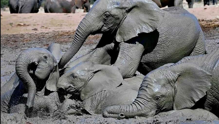 Visit Port Elizabeth :Addo Elephant Park Wildlife Safari - Key highlights at a glance