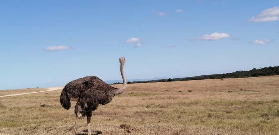 Visit Port Elizabeth :Addo Elephant Park Wildlife Safari - Best-fit for who: who will enjoy this most