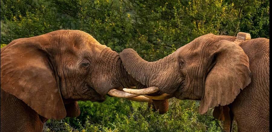 Visit Port Elizabeth :Addo Elephant Park Wildlife Safari - Addo Elephant National Park wildlife in a half day from Port Elizabeth