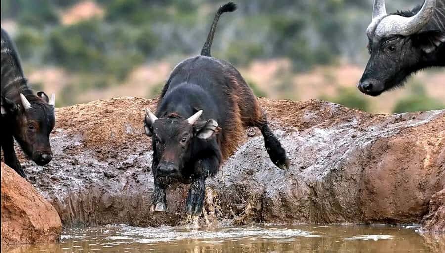 Visit Port Elizabeth :Addo Elephant Park Wildlife Safari - The guided game drive: where the best sightings usually happen