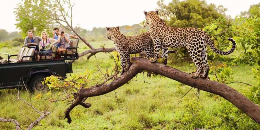 Visit Port Elizabeth :Addo Elephant Park Wildlife Safari - Close elephant moments: what to expect and how to get better photos