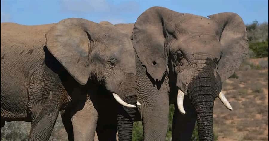 Visit Port Elizabeth :Addo Elephant Park Wildlife Safari - Big Five as a promise—and what that really means for your expectations