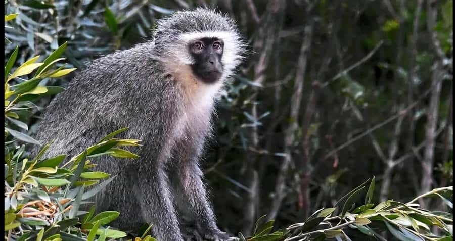 Visit Port Elizabeth :Addo Elephant Park Wildlife Safari - Lunch inside the park: a short break that keeps the day enjoyable