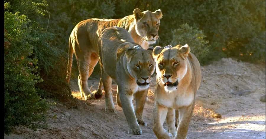 Visit Port Elizabeth :Addo Elephant Park Wildlife Safari - Guides and scouting: why the day feels smooth when they’re good