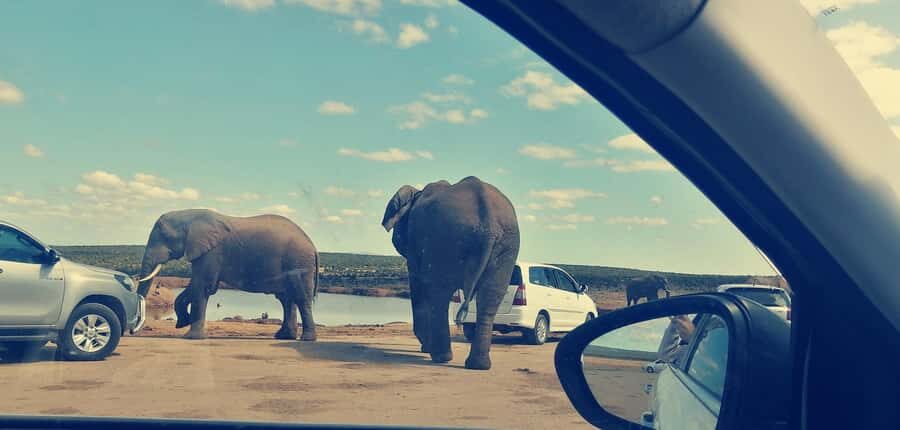 Visit Port Elizabeth :Addo Elephant Park Wildlife Safari - Pickup that actually saves your time