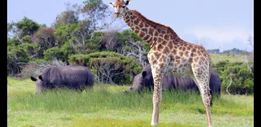 Visit Port Elizabeth :Kragga Kamma Wildlife Bus/Car tour - Kragga Kamma’s coastal grassland game drive: what the wildlife time really delivers