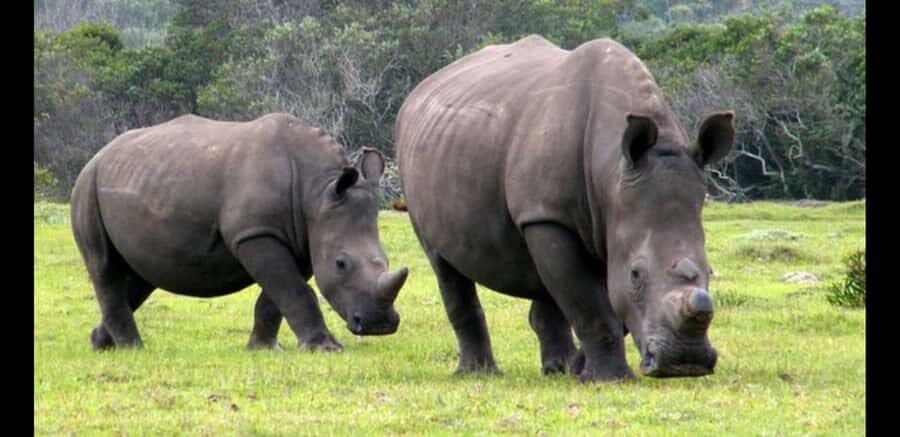 Visit Port Elizabeth :Kragga Kamma Wildlife Bus/Car tour - Traditional crafts and contemporary art: how the culture stops fit (and how not to rush them)