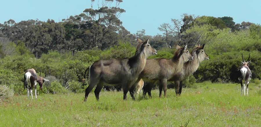 Visit Port Elizabeth :Kragga Kamma Wildlife Bus/Car tour - Optional beer tasting: a small extra that can still change the pacing