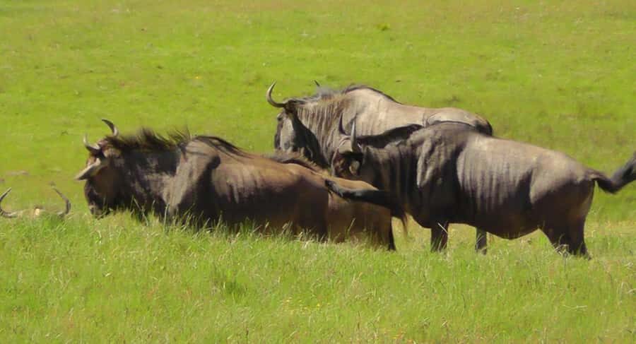 Visit Port Elizabeth :Kragga Kamma Wildlife Bus/Car tour - Rules and reality checks: pets, drones, and the comfort basics