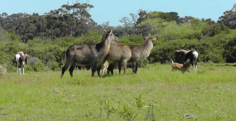 Visit Port Elizabeth :Kragga Kamma Wildlife Bus/Car tour - Should you book? My decision guide