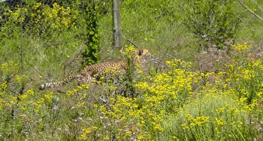 Visit Port Elizabeth :Kragga Kamma Wildlife Bus/Car tour - FAQ