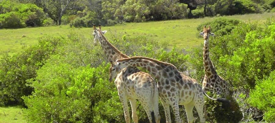 Visit Port Elizabeth :Kragga Kamma Wildlife Bus/Car tour - Port Elizabeth historic city tour: the best way to use your afternoon light
