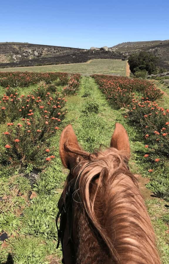 Vrede en Lust Wine Estate: 2H Horse Trail - Should You Book This 2-Hour Horse Trail?