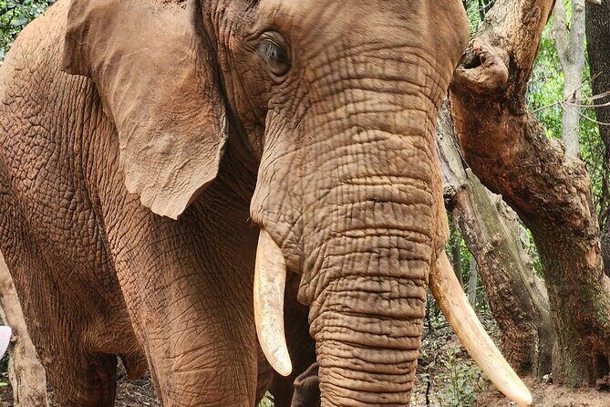 Walk with Elephants Experience plus Monkey Forest Walk - Monkey Sanctuary Walk: Forest Pathways and Shoulder-Visit Energy