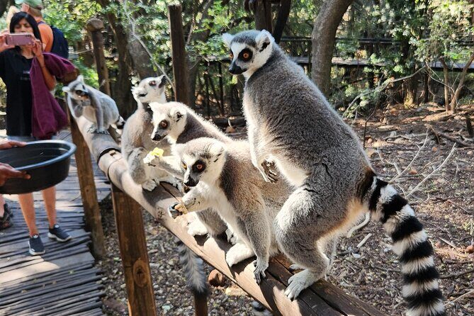 Walk with Elephants Experience plus Monkey Forest Walk - Booking, Group Size, and the Rhythm of the Day