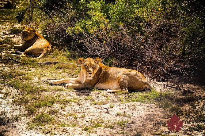West Coast Safari and Khoi San village COMBO - PRIVATE TOUR - What makes it a private tour (and why that can change everything)