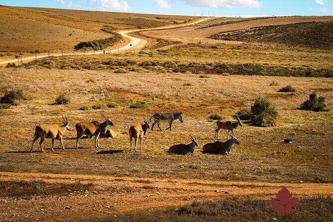 West Coast Safari and Khoi San village COMBO - PRIVATE TOUR - FAQ